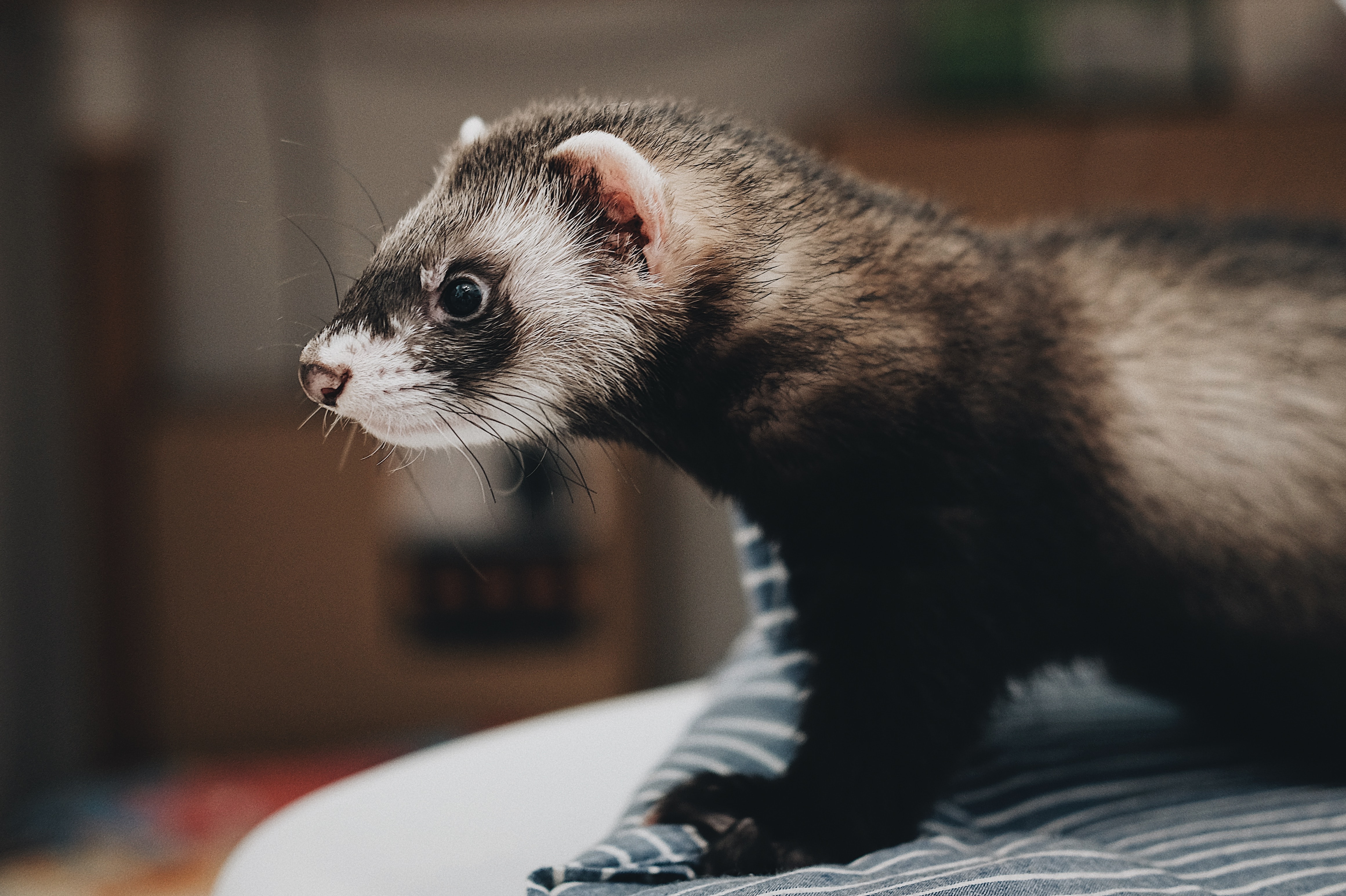 Furet pattes