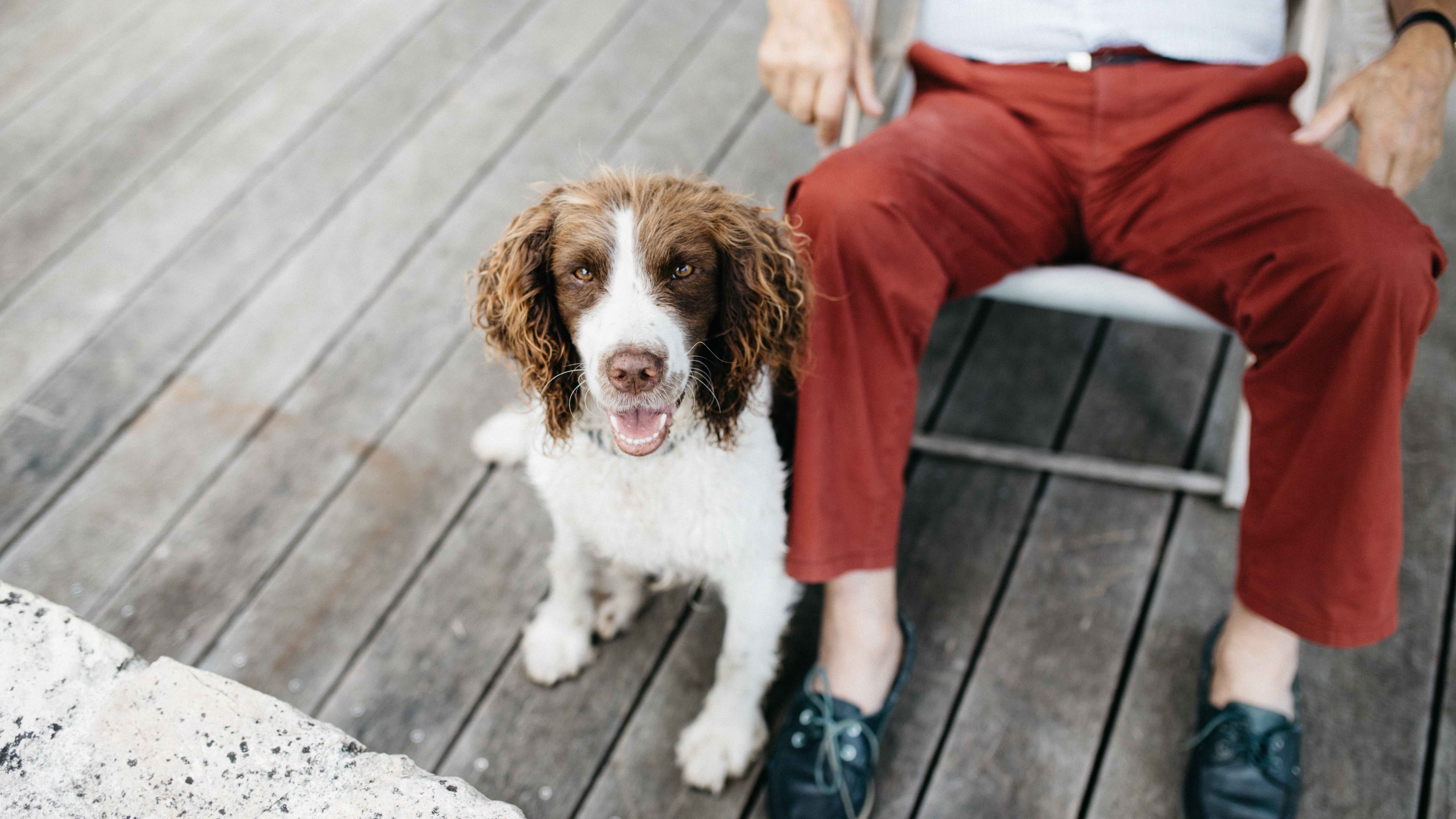 chiens auxiliaires