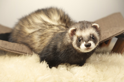 vermifugaton furet