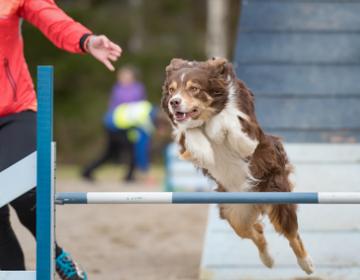 Parcours agility