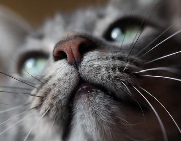 Musique Chats
