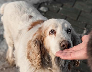 chiens peur hommes