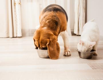 alimentation domestication chien chat