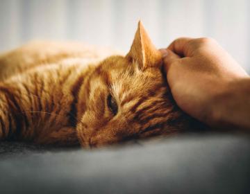 personnalité proprietaire influence chat