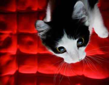 chats noms