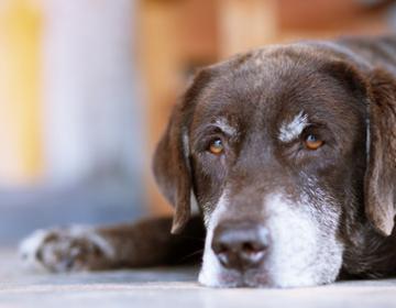 chien atteint d'arthrose