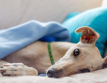 chiens plus medicalisés