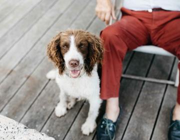 chiens auxiliaires