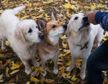 groupe chiens 