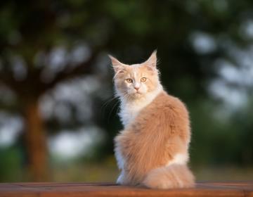 Maine coon 