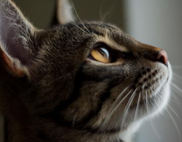 oreilles chat