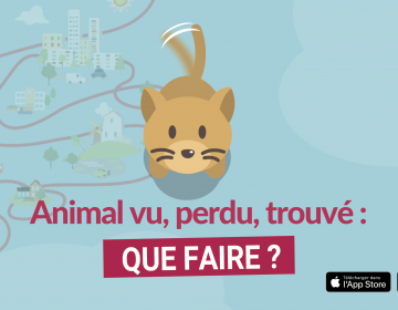 Filalapat, animal vu, perdu ou trouvé