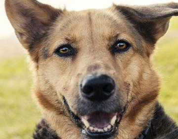 cerveau chien