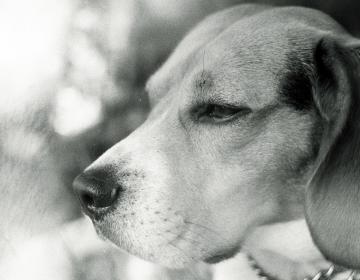 Beagle 
