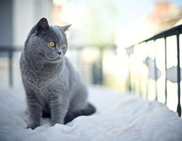 chat persan