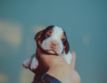 chiot
