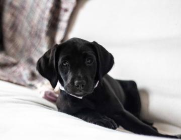 Labrador_noir