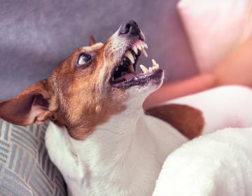 Agressivité chien