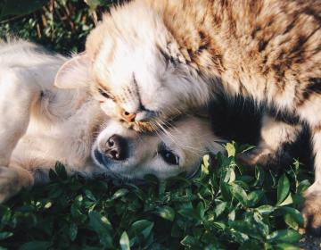Bien être chien chat 