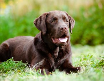 Labrador-chocolat