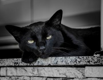 chat noir