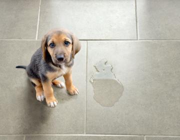 incontinence urinaire chien 