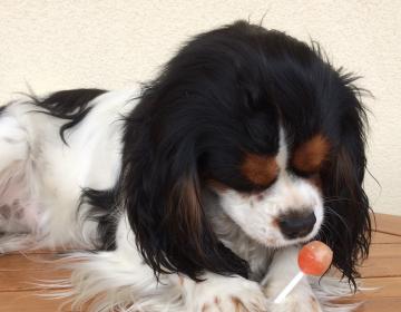xylitol chien