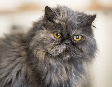 chat persan