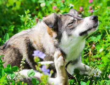 antiparasitaire chien