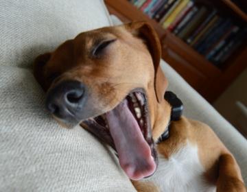 bâillements chien