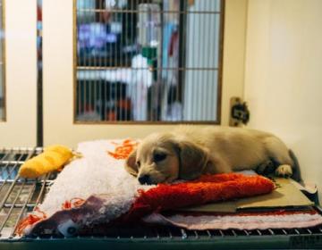 chien bien etre refuge