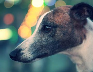 chien greyhound