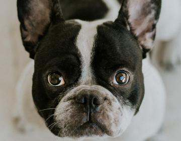 chien_hypertype
