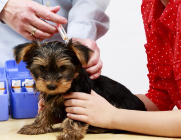 chien_primovaccination