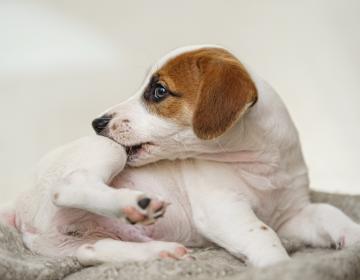 puces chien hiver