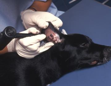 tatouage chien
