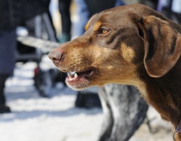 grognements chien