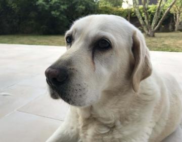 labrador couleur espérance de vie 