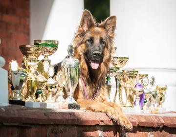 lof chien pedigree