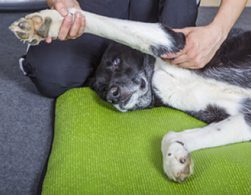 physiothérapie chien