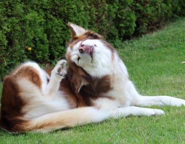 prurit chien