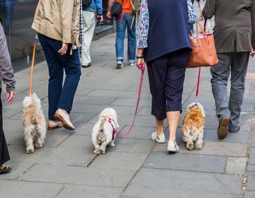 chiens citadins