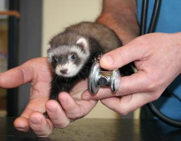 affections_respiratoires_furet