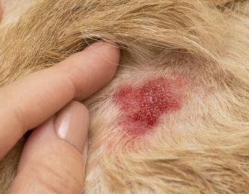 ecchymose petechie chien