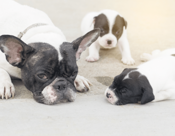 bouledogue