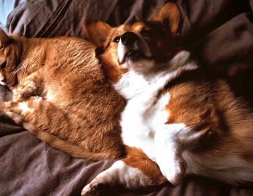 Un chien et un chat d'un même foyer