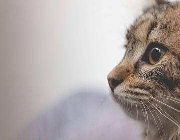 chat vermifugation