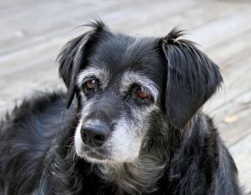 chien douleurs chroniques