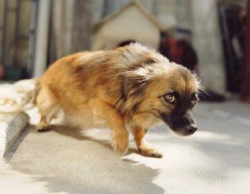 chien_peur