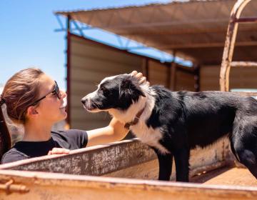chiens differences humains